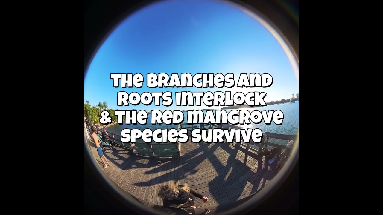 Fishing in the Red Mangrove Root Tunnels #redmangrove, #hammock