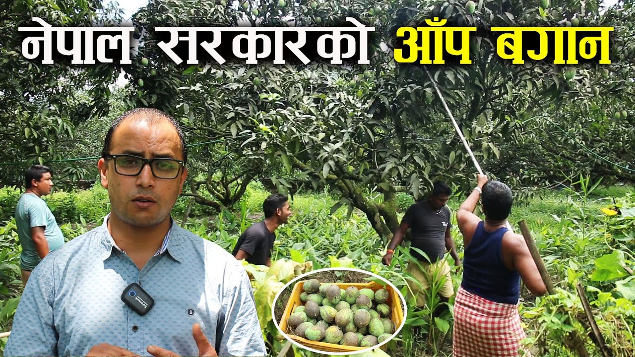 नेपाल सरकारको आँप बगान - Mango farming in Nepal - Masala Bali Bikash Kendra