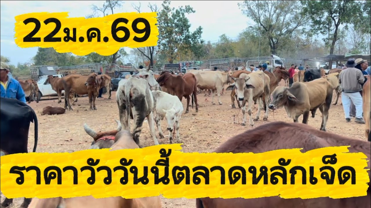 ราคาวัววันนี้ตลาดหลักเจ็ด อ.พรรณานิคม จ.สกลนคร #ราคาวัววันนี้ 22/1/69