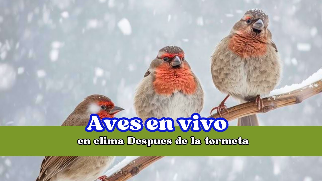 Aves en vivo en clima Despues de la tormeta #AvesEnInvierno #NaturalezaSalvaje #Descubre