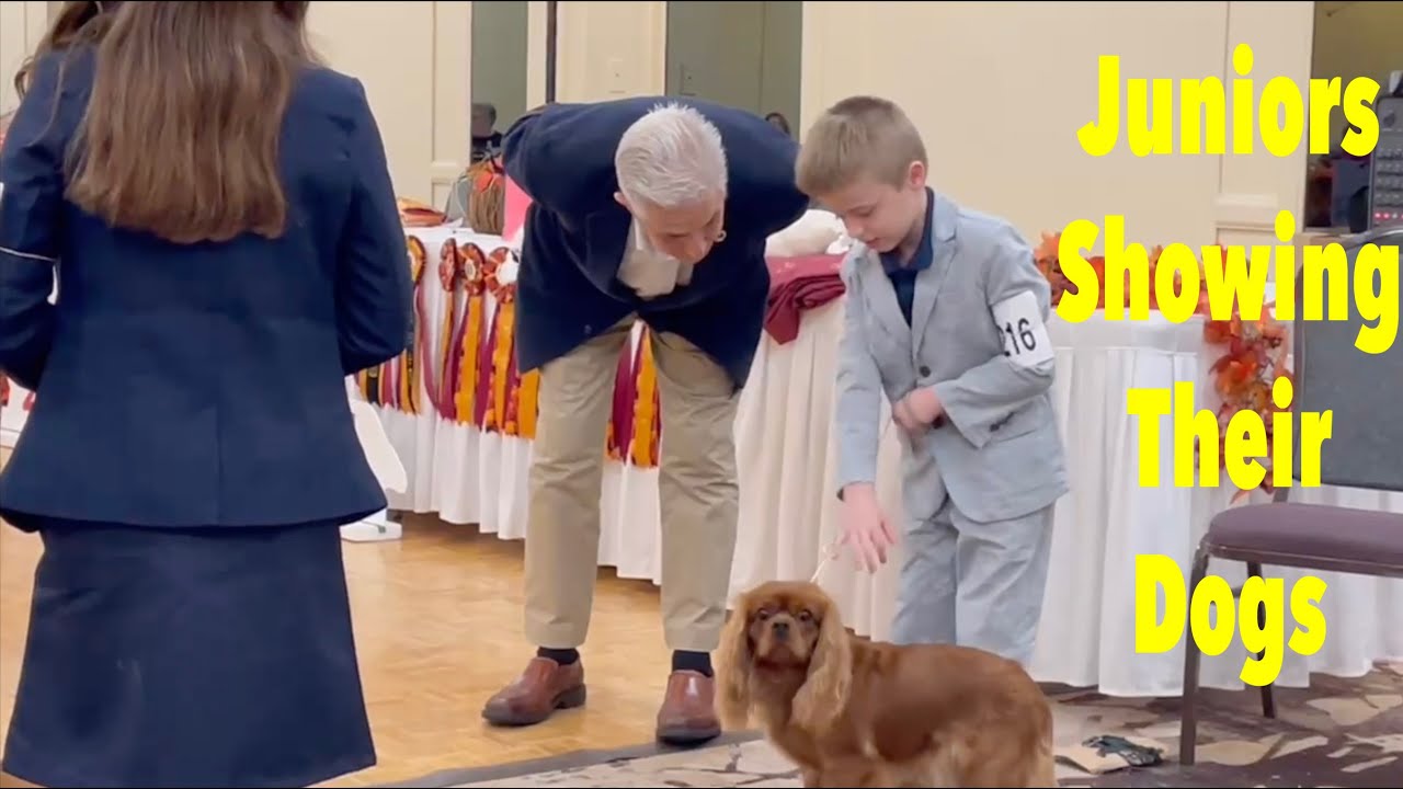 Junior Handling At The Dog Show