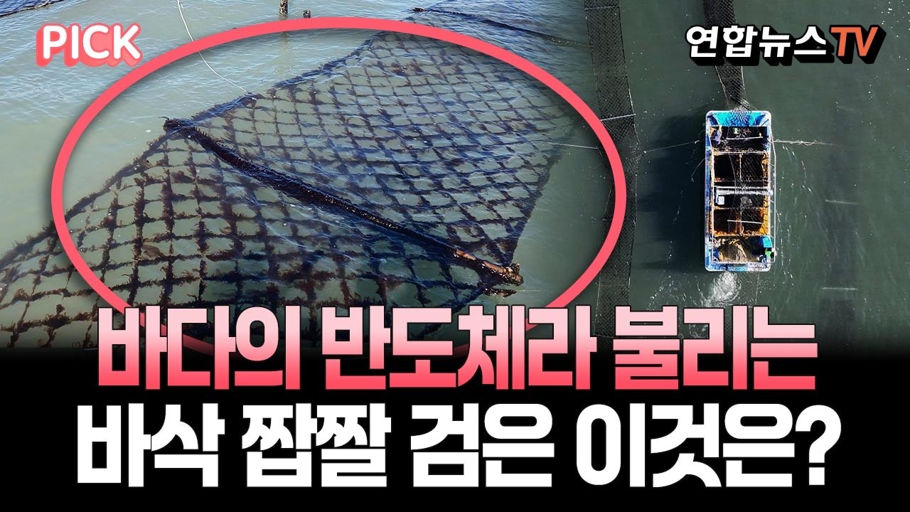 검은 반도체라 불리는 이것?!…해외도 씹어 먹은  K-푸드!  [PICK] / 연합뉴스TV(YonhapnewsTV)