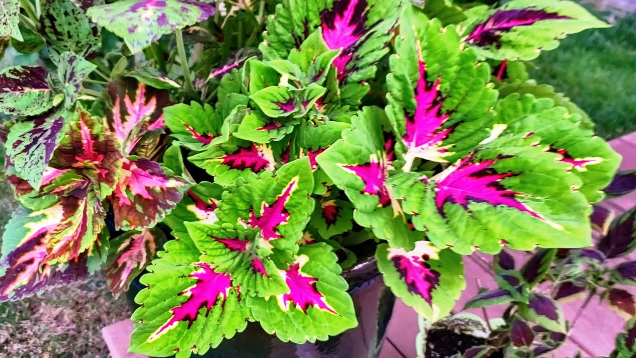 Kong Coleus....How to tell the Different Varieties