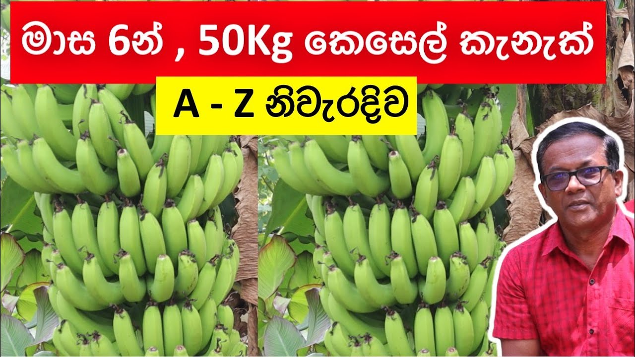 මහන්සියක් නැතුව මාස 6න් හොඳ ආදායමක් ගන්න, කෙසෙල් වගාව|Easy Tips for Banana Cultivation Episode 261