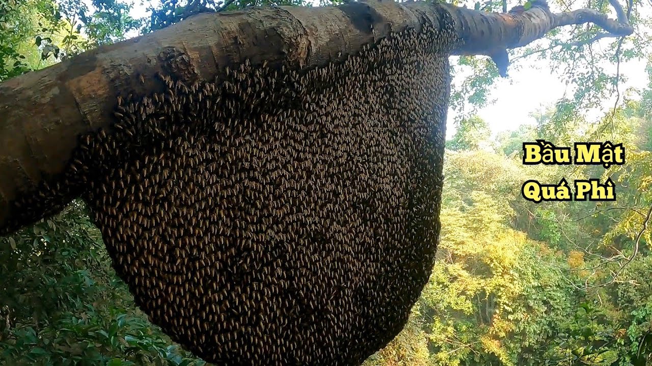 Trúng Luồn Ong Hai Tổ Kế Bên Nhau 3 Anh Em Rinh Hết Nổi. 