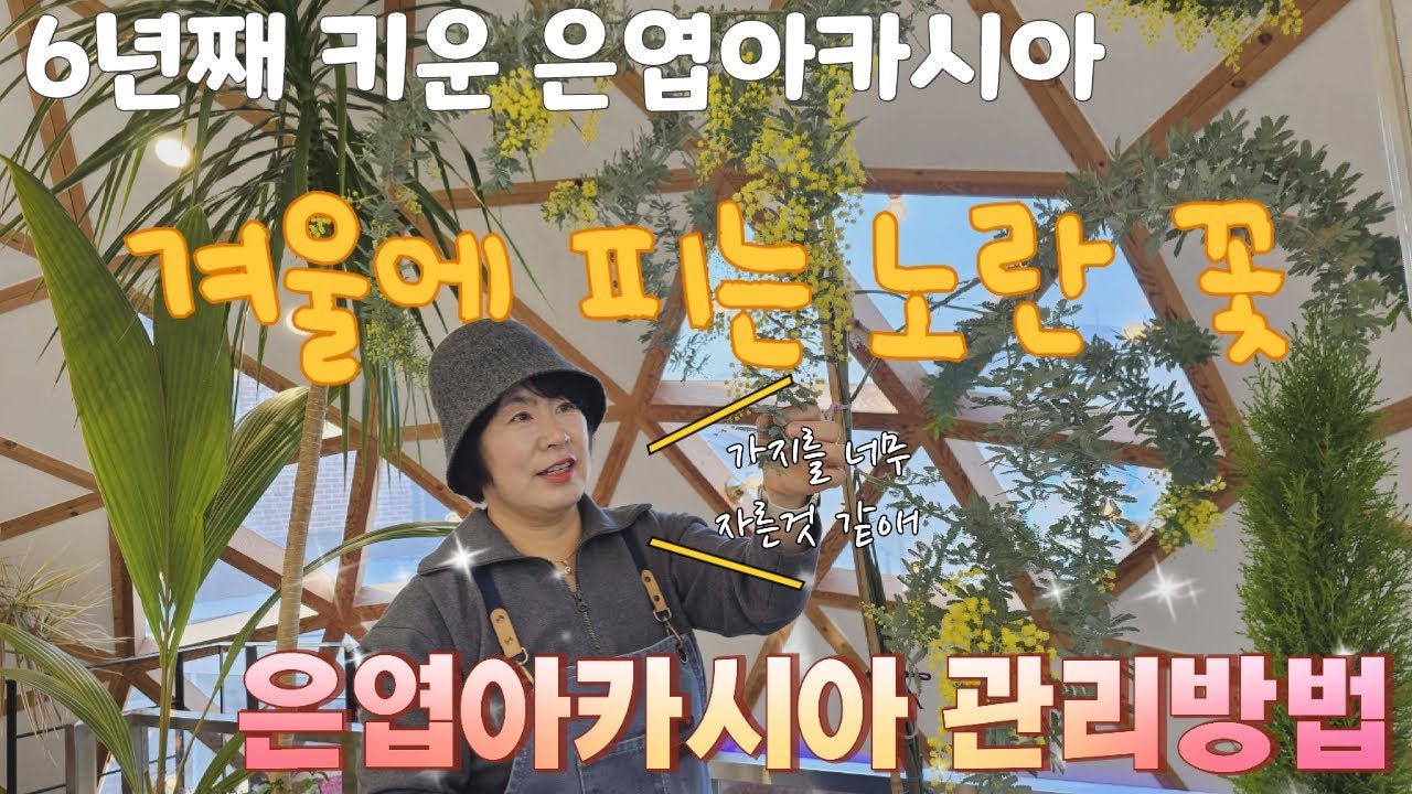 6년째 키운 은엽아카시아, 겨울에 피는 노란꽃, 은엽아카시아 관리방법#미모사