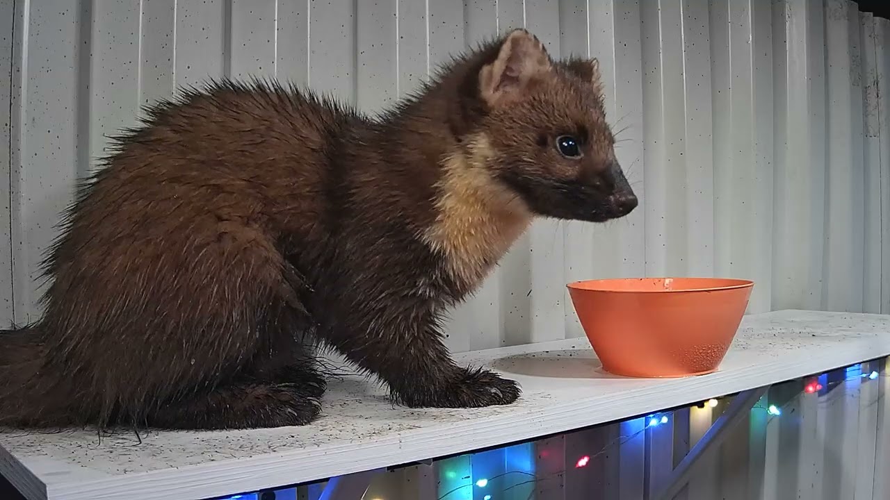 Wet marten eats honey