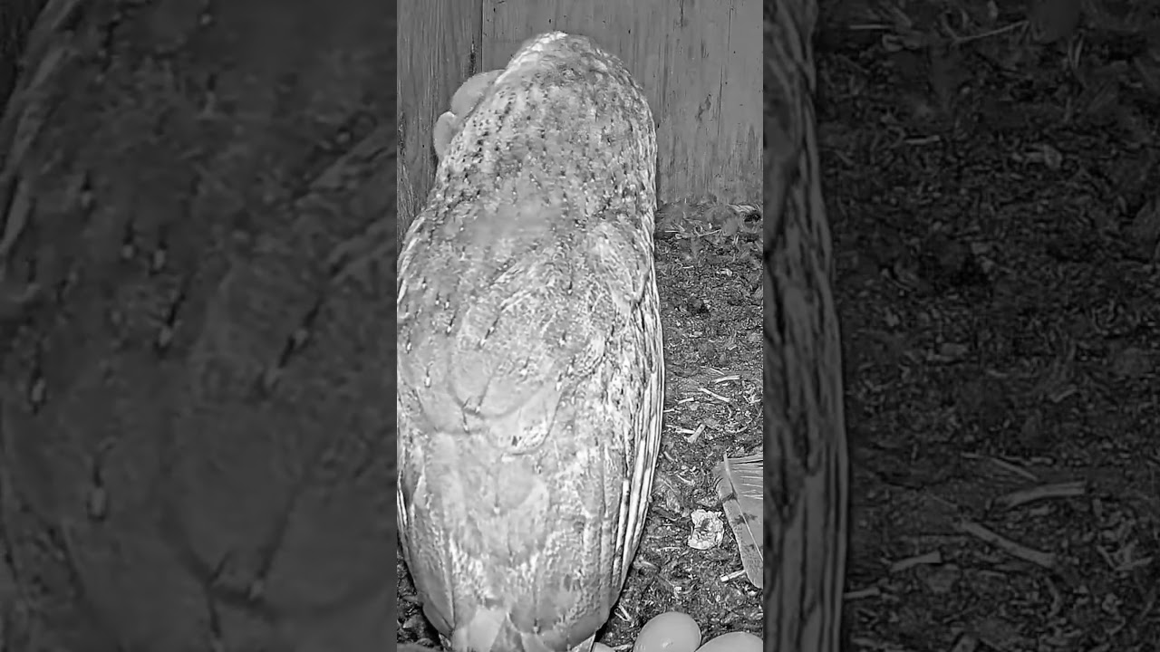 Epic Owl Love! 🦉💘 Nest Box Intimacy You Won’t Believe!
