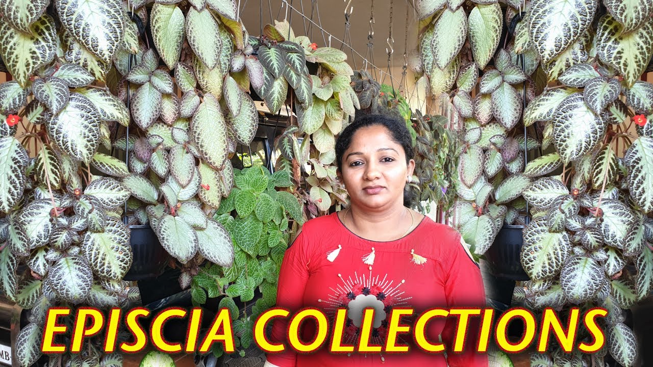 Episcia Plant / Episcia varieties with names / Flame Violet