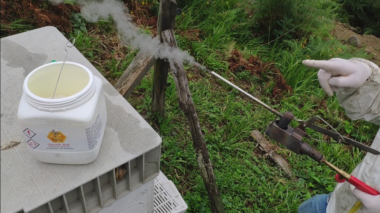 Varroa Mücadelesine Hız Kesmeden Devam,Bu Yıl Arı Kuşları Hem Yoğun Hemde Gitmek Bilmiyorlar.