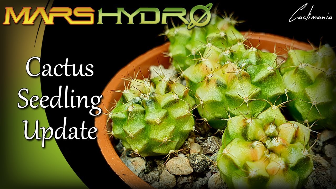 Cactus Seedling Update | #MarsHydro FC-E3000 Grow Light | #Cacti & #Succulents