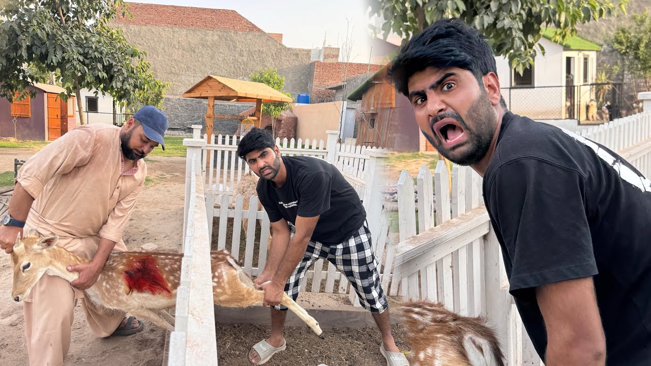 Hmari Hiran Mushkil Main Agai Ye Kaise Phans Gai Es Main😭