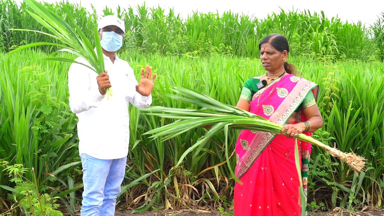 Smart Napier Grass