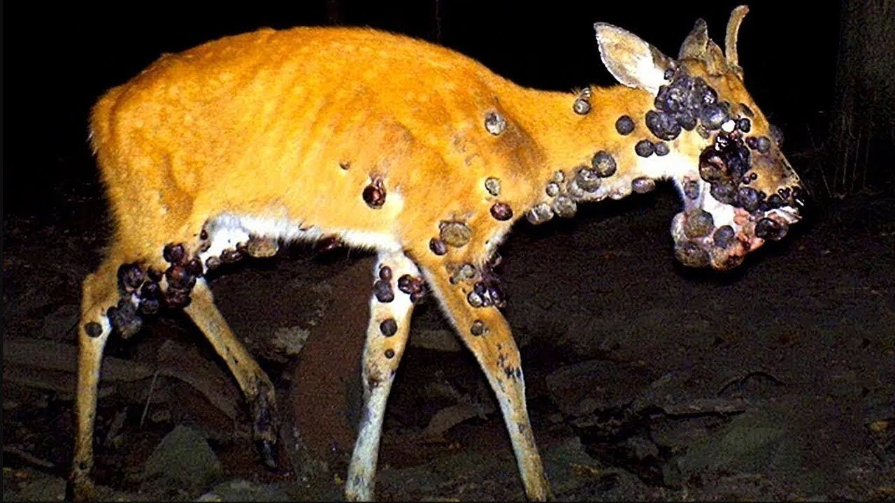 Эти Животные ЗВАЛИ НА ПОМОЩЬ! 🐱‍👤 Попробуй Не Заплакать! 😭 Топ 50 Моментов Спасения Животных