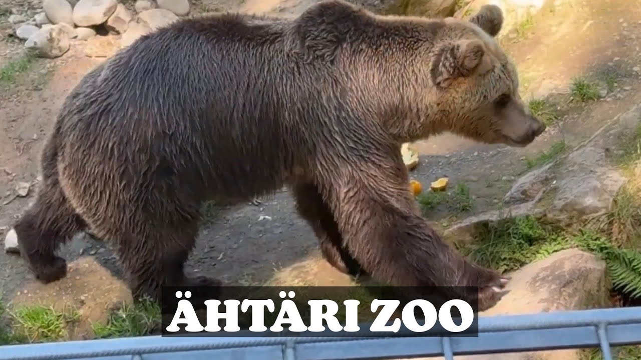ÄHTÄRI ZOO 2025 vibes | Karhunsyöttö Ähtärin Eläinpuistossa