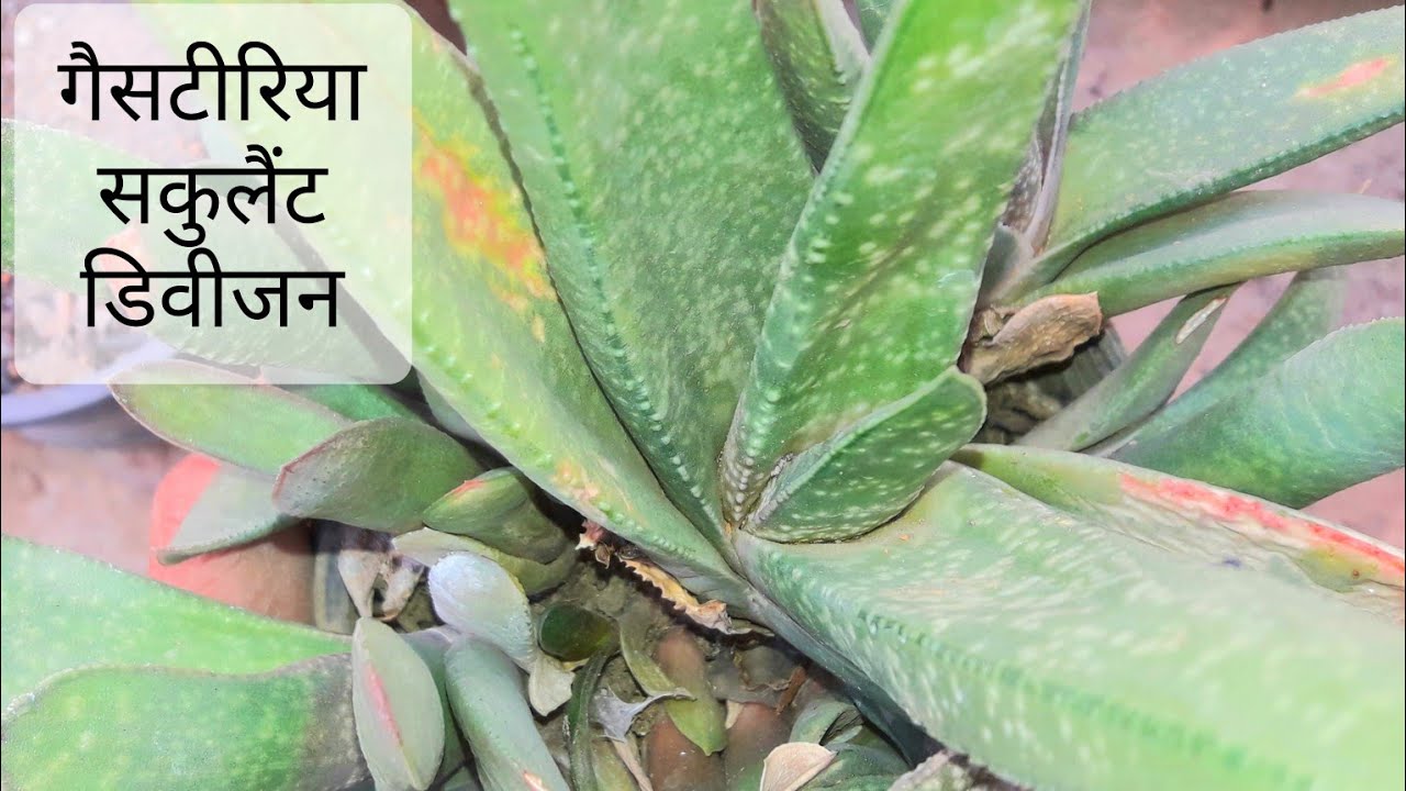 715🌿🥀How to divide overgrown Gasteria,  soil mix n care गैसटीरिया सकुलैंट रीपाॅटिंग व डीविजन