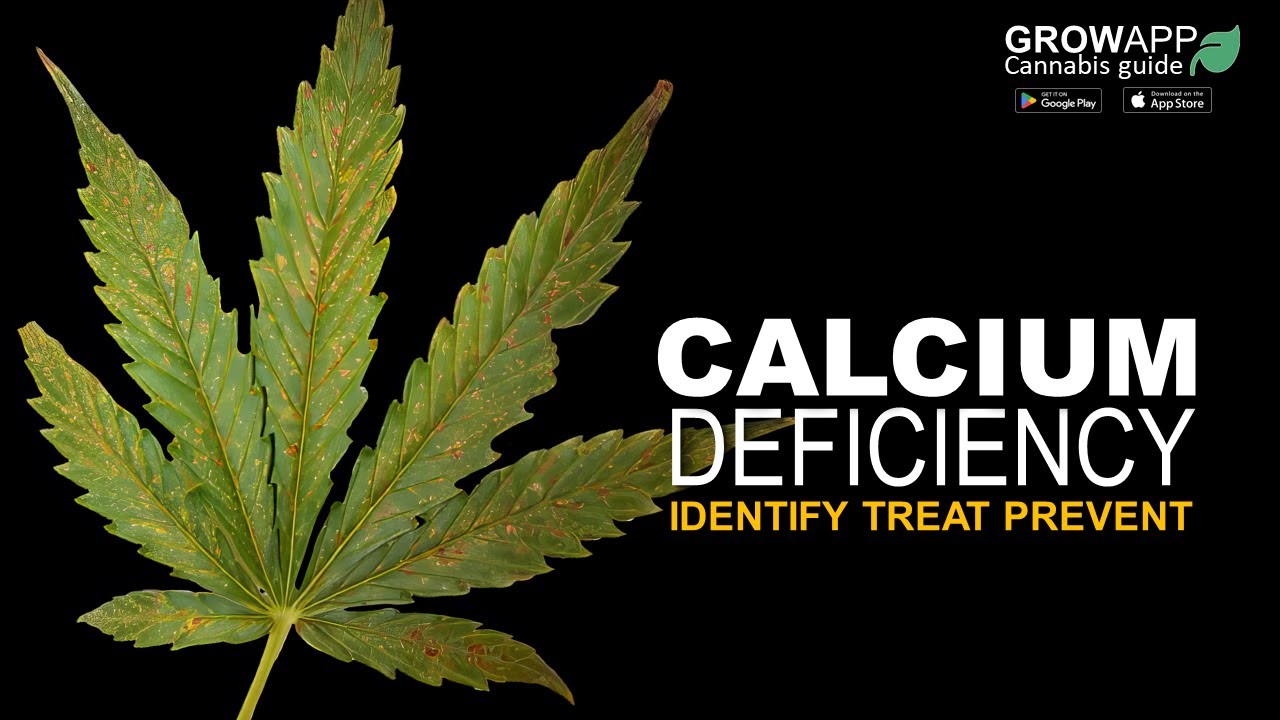 Calcium Deficiency | Identify, Treat, Prevent