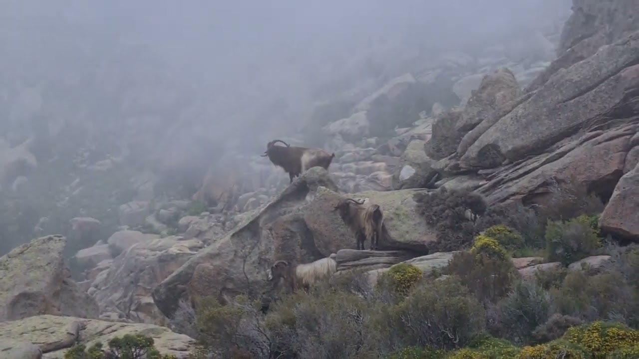 Bergziegen, Capu d'Orto,  Corse