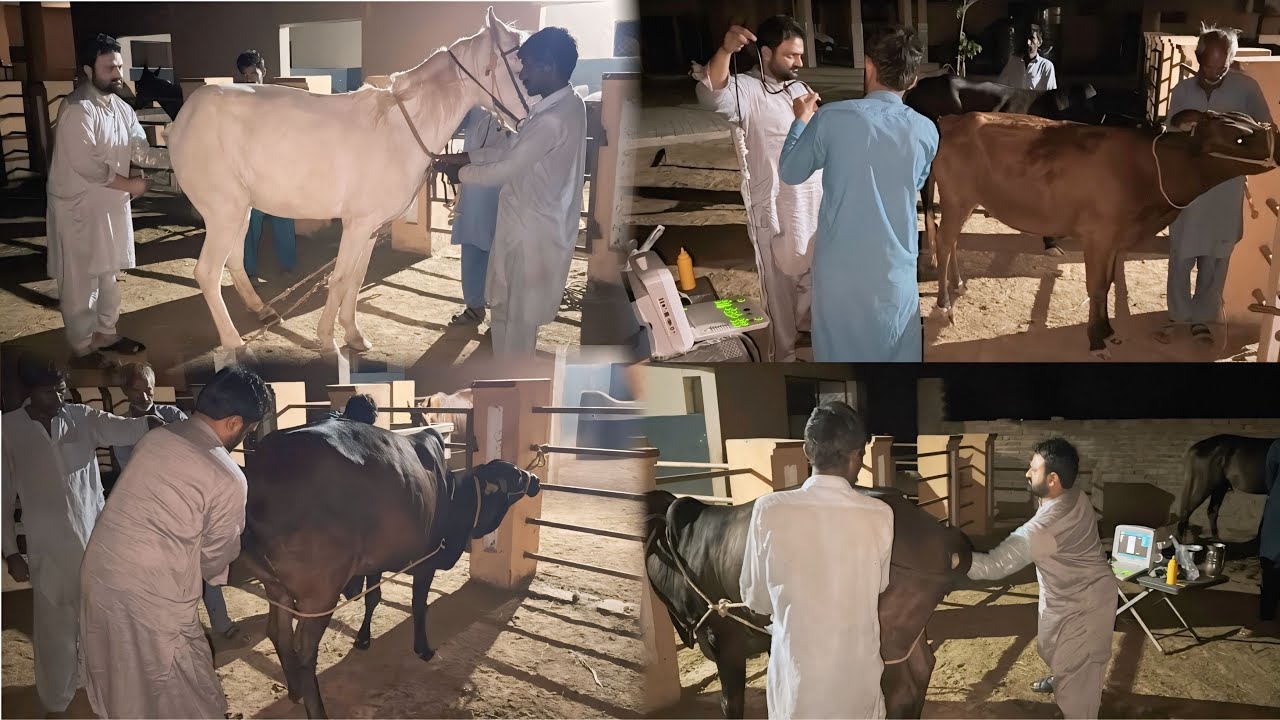 Janwaron Ka Ultrasound Report! 🐴 Ek Good News Aur Ek Bad News 💔 Veterinary Checkup At Night