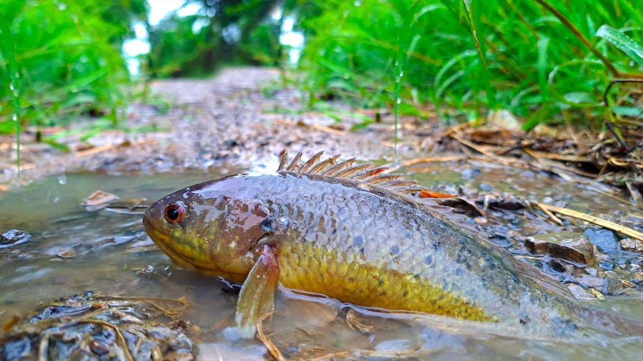 wow wow! in the morning raining catching fish on road near village