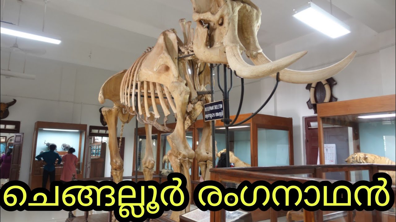 കേരള ചരിത്രത്തിലെ ഏറ്റവും വലിയ ആനയുടെ അസ്ഥിക്കൂടം | Thrissur Zoo Museum | Renny's Dream World |