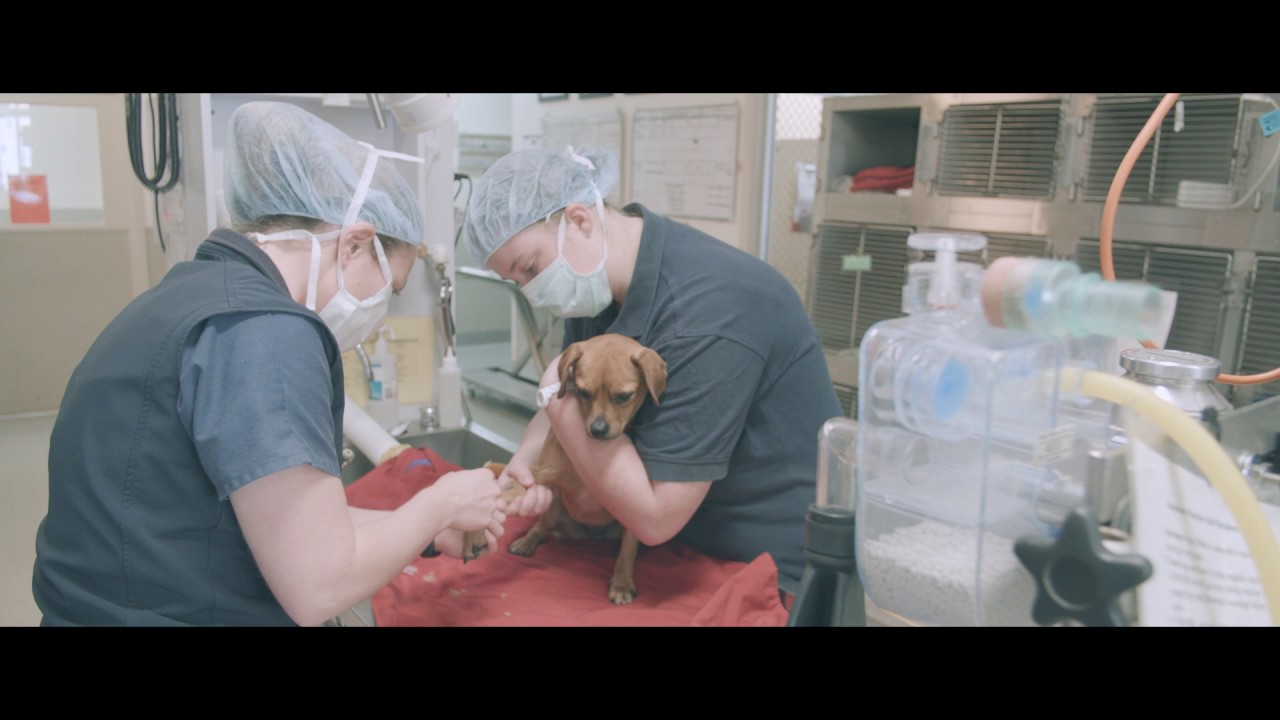 Work Placement Bellarine Vet