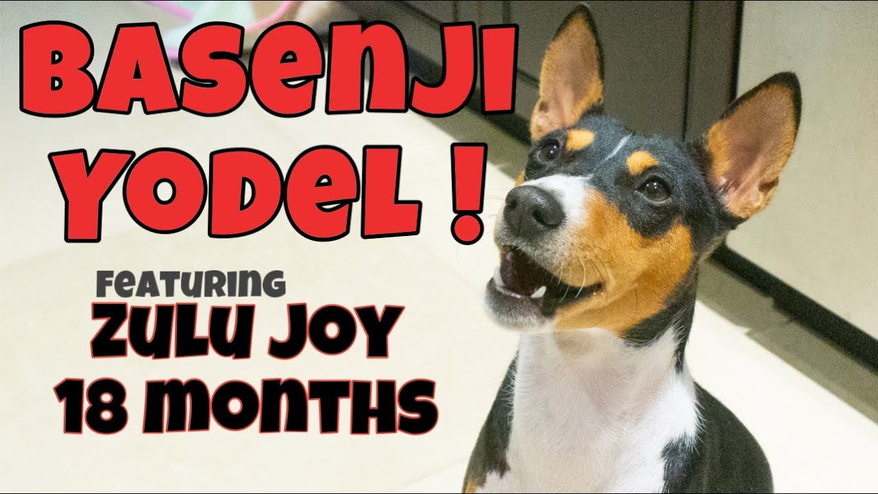 Basenji Yodel - 18 month old Zulu Joy!