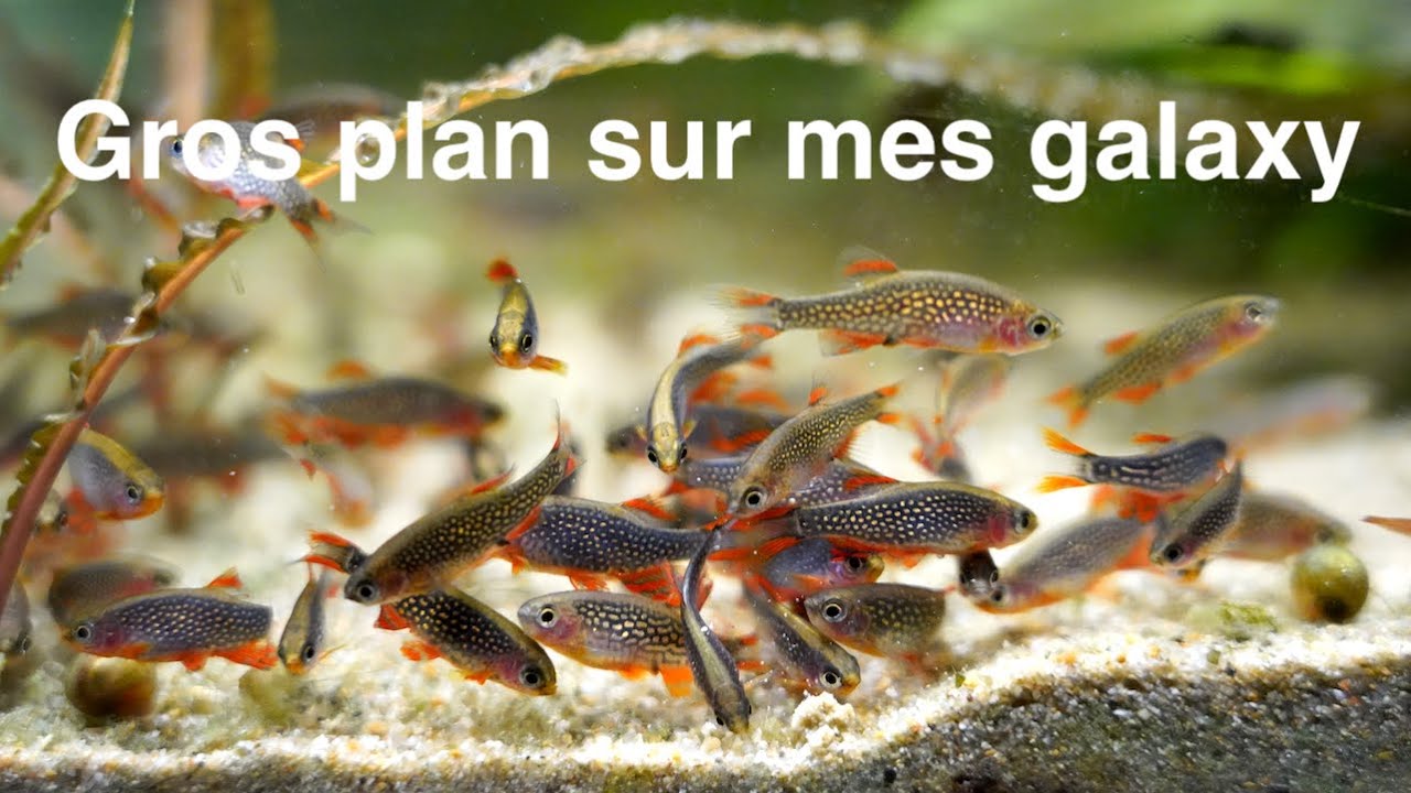 Gros plan sur mes rasboras galaxy
