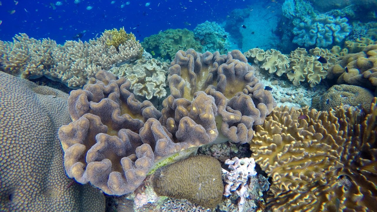 Snorkeling Banda Islands. Ambon, BandaNaira, Hatta, Ai, Run, Api and Besar . Indonesia. October 2016