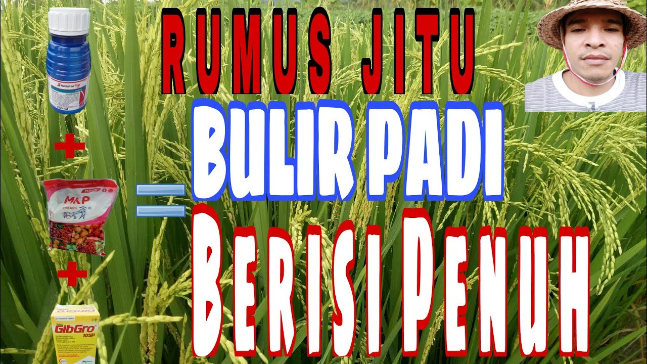 Cara Merawat Bulir Padi Berisi Penuh Berbobot Dan Bernas