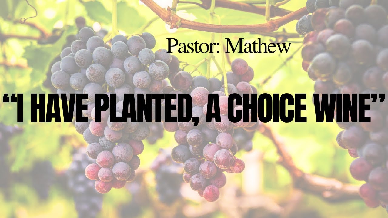 “I Have Planted, a Choice Vine”