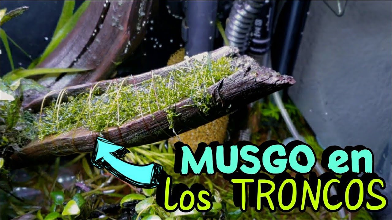 Musgo christmas, flama, stringy y pogostemon helferi para el acuario plantado!! | AQUA RC |