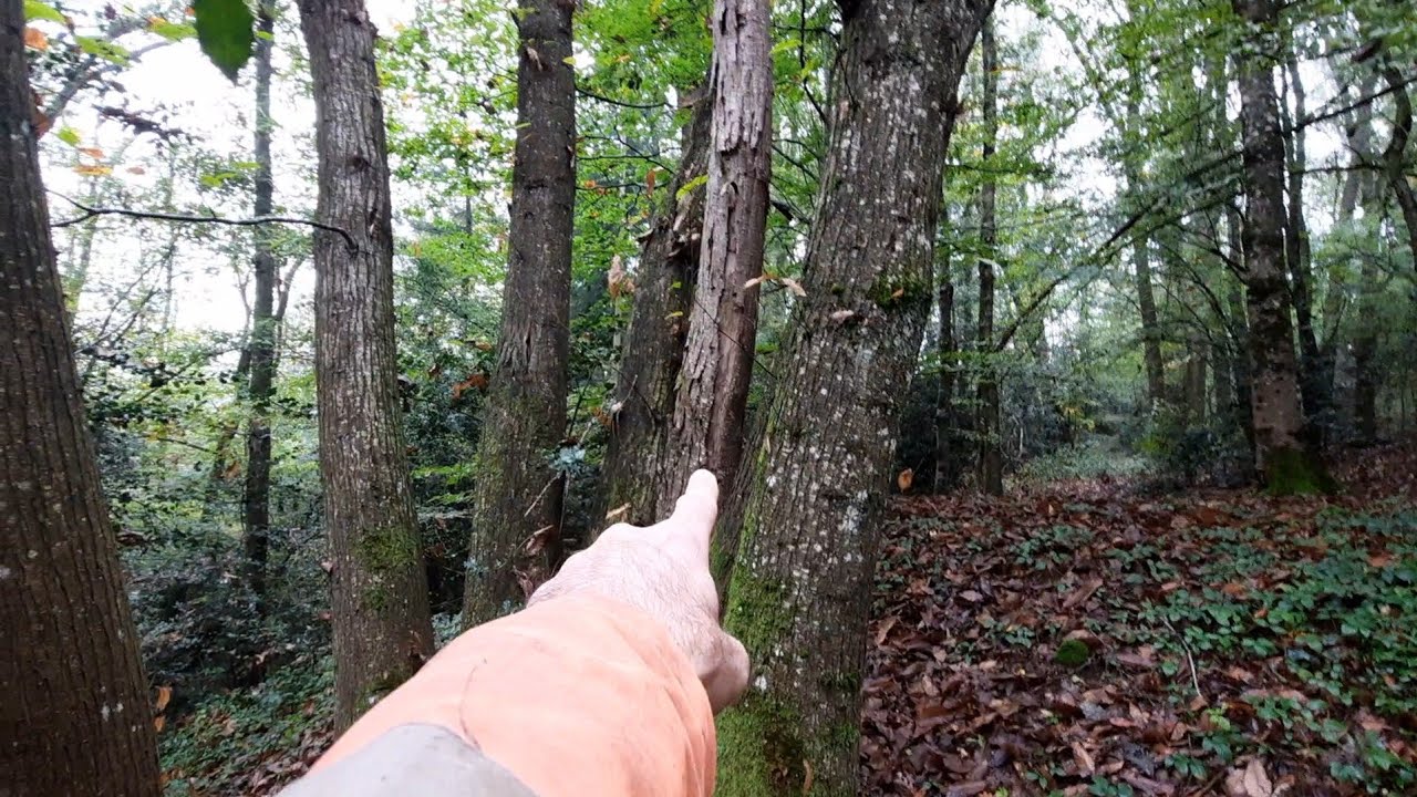 L' AUTONOMIE en CHAUFFAGE AVEC LE BOIS 💪💪💪 2 Façons durables d'avoir du bois à vie avec 5000m2 😃