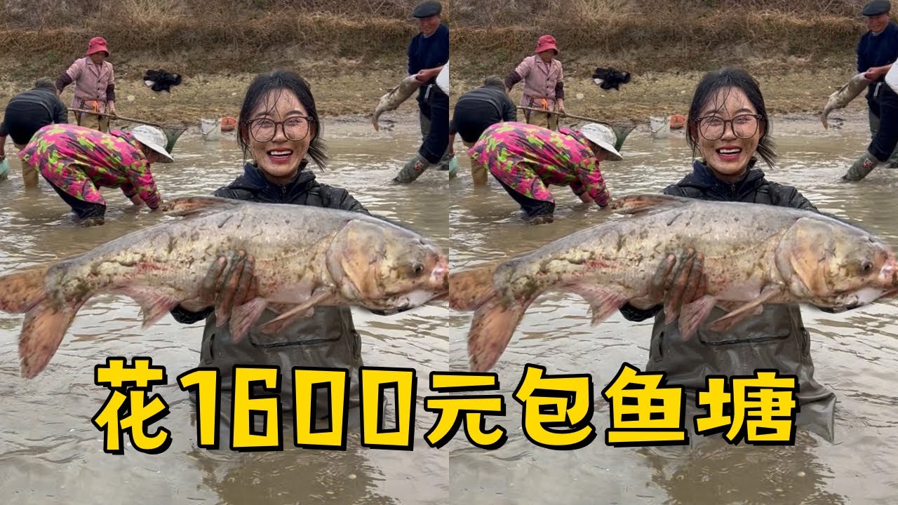 小姨子花1300元包下一口被人偷过的鱼塘，最后到底是亏还是赚？
