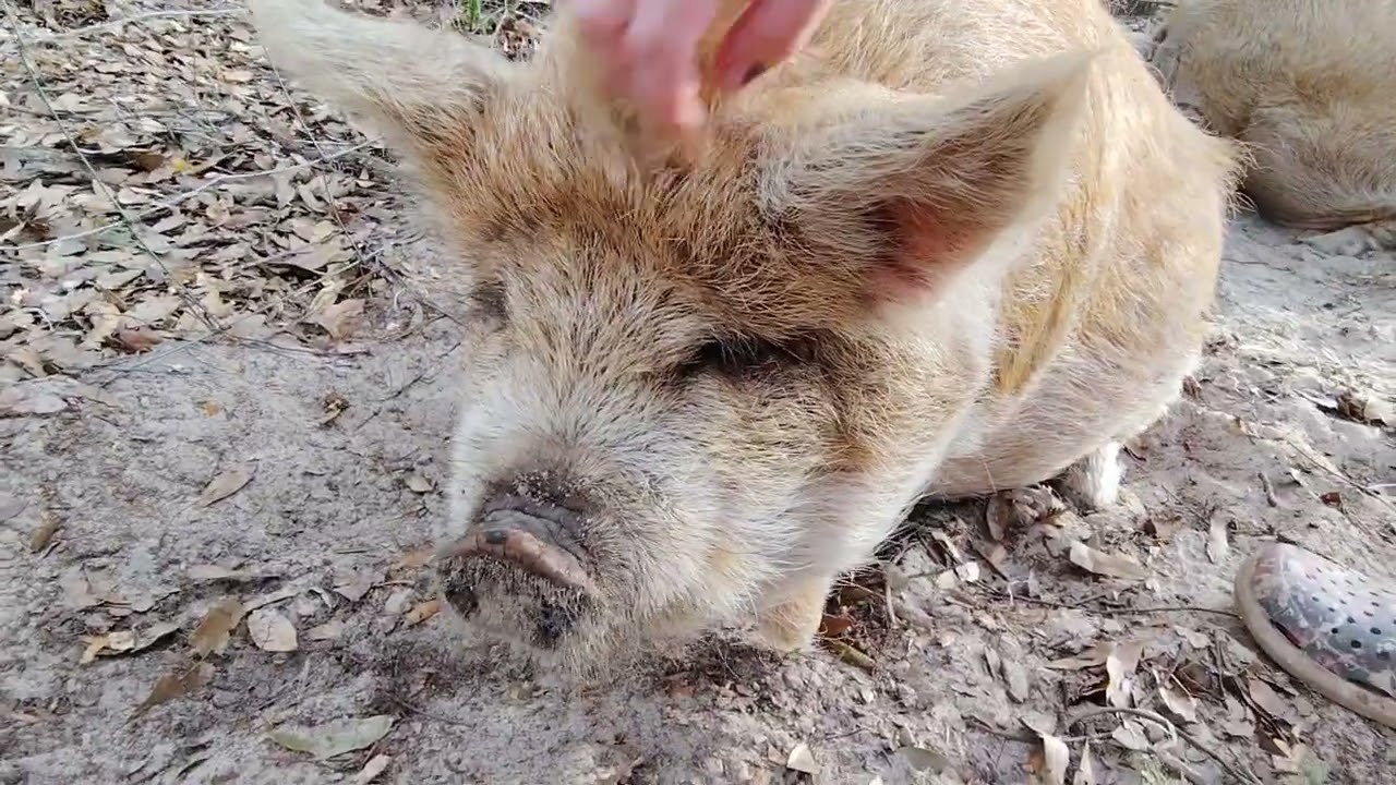 These kunekune pigs are giant, processing happening soon but they are to funny and love scratches 