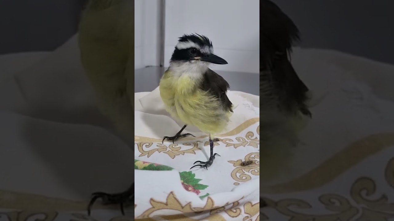 Bem ti vi cantando no Veterin&aacute;rio