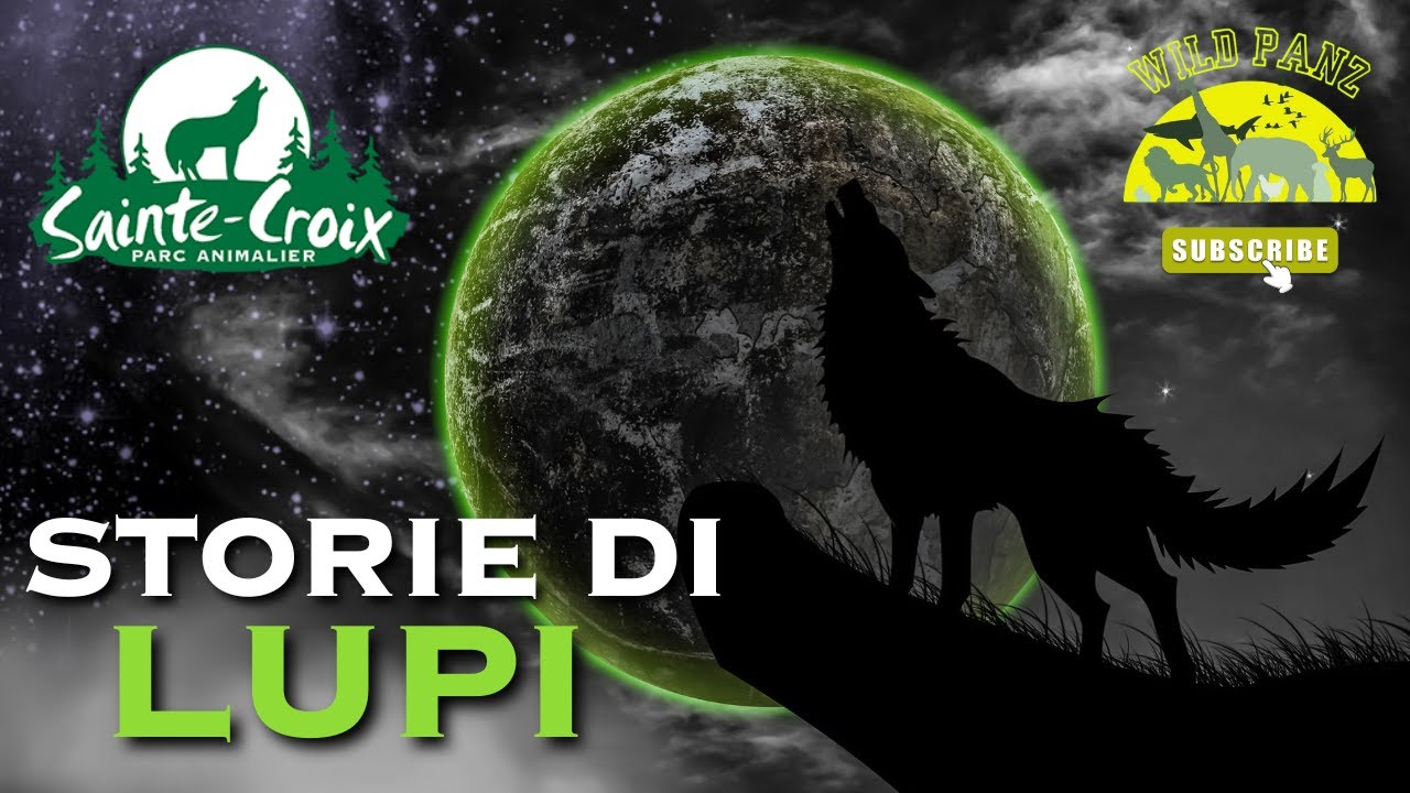 Storie di LUPI del Parc Animalier de SAINTE CROIX #animals #animaux #animali #zoo #wolf #travel