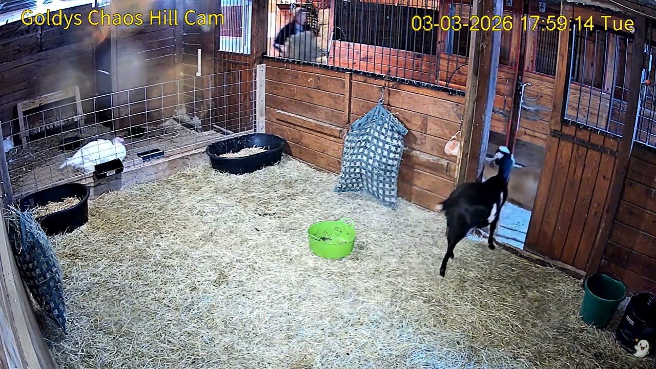 Goldy's  Chaos Hill 557 to 604pm;557pm Nick water Blossom  Petal Mylo Melvin; 2 Turkeys    332026
