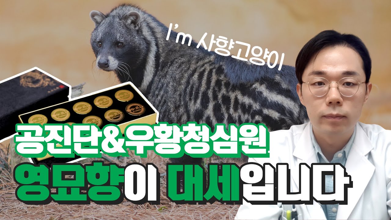 공진단, 사향보다 영묘향이 좋습니다.