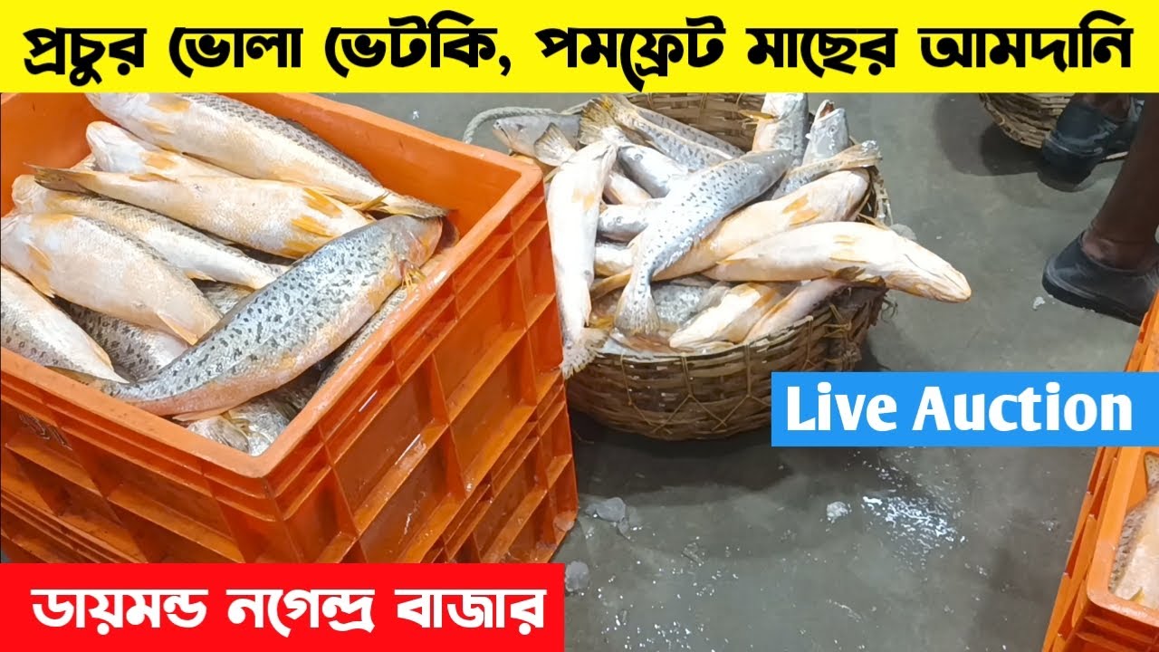 পমফ্রেট মধু ভোলা সহ বিভিন্ন মাছের আমদানি ডায়মন্ডের আরতে | Diamond harbour fish market 