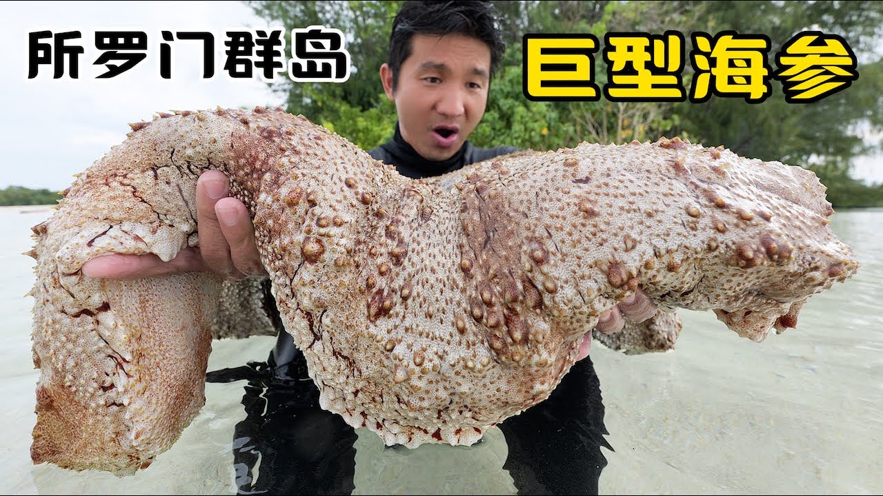 《所罗门群岛》第6集：深入南太平洋无人岛，不仅海参泛滥，就连个头也是粗如大腿！#海参 #抓龙虾 #赶海 #潜水 #荒岛探索 #抓螃蟹 #海鲜美食