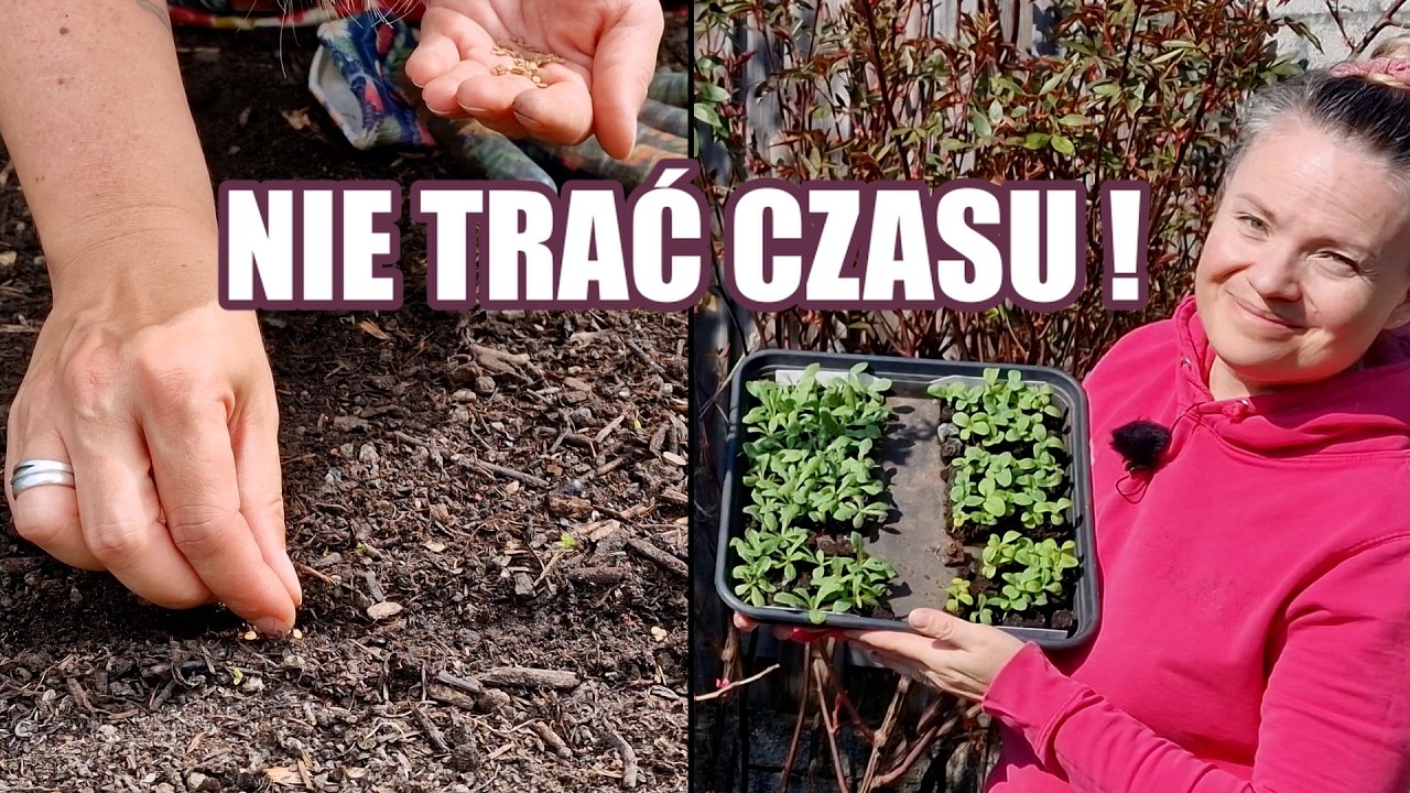 Jakie kwiaty siać TERAZ? Na rozsadę i prosto do gruntu🌿🌸