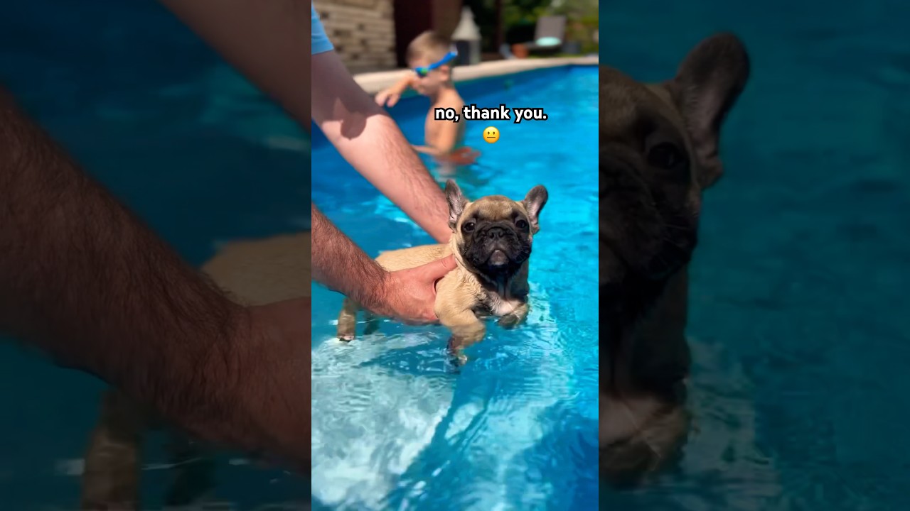 What Happened when My Puppy Tried SWIMMING 🫠 