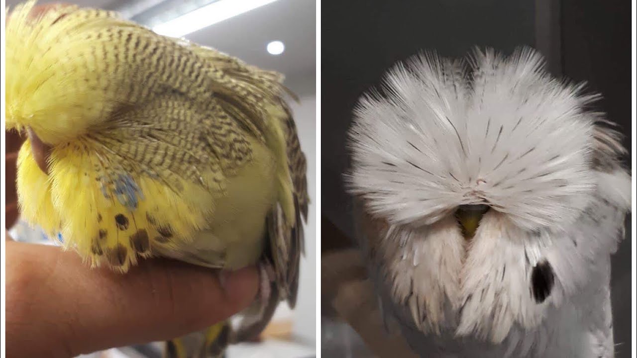 DANIEL LÜTOLF'S AVIARY VISIT  2019