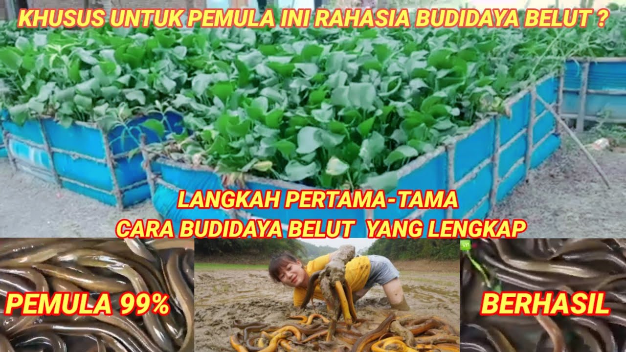 Langkat Pertama-tama Cara Budidaya Belut Yang Lengkap Untuk Permul#carabudidayabelut