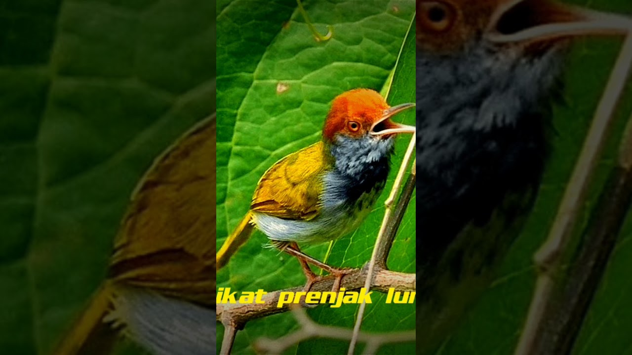 prenjak lumut gacor