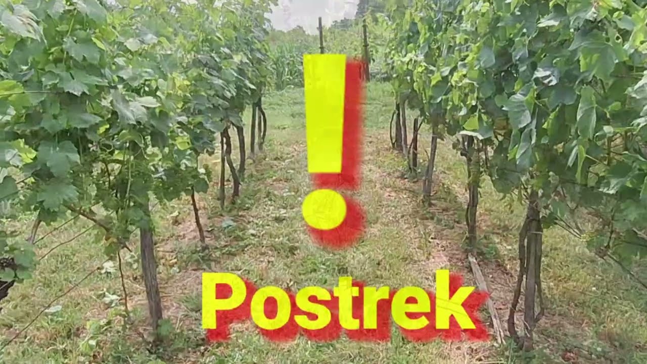 Prečo s&uacute; prv&eacute; postreky tak d&ocirc;ležit&eacute; - n&aacute;zorn&aacute; uk&aacute;žka