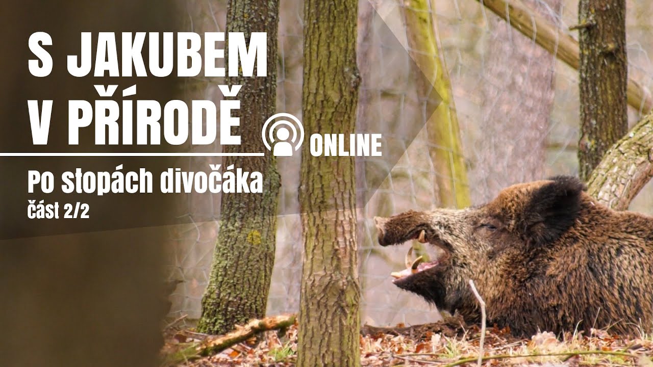 S Jakubem v přírodě online - Po stopách divočáka - část 2/2