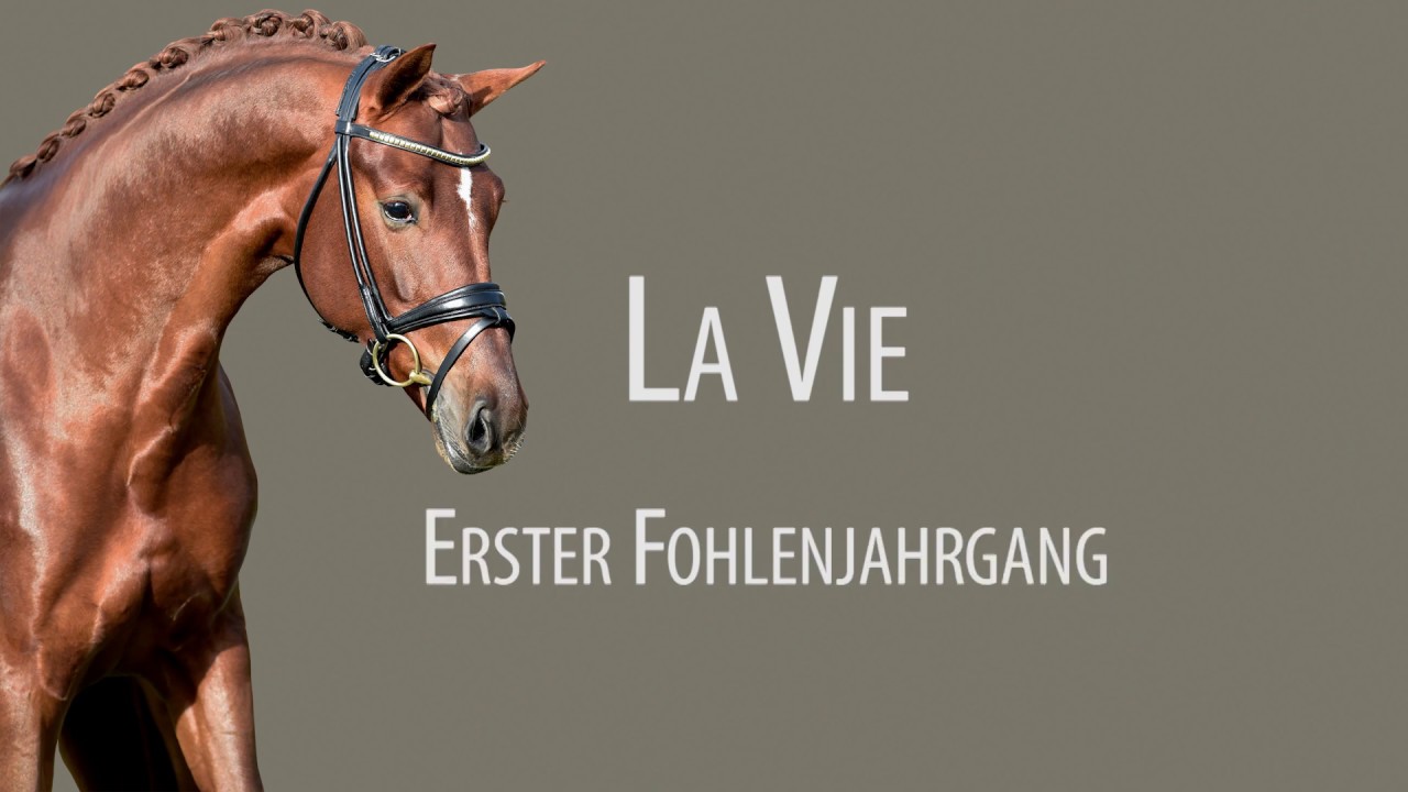 Fohlen La Vie 2019