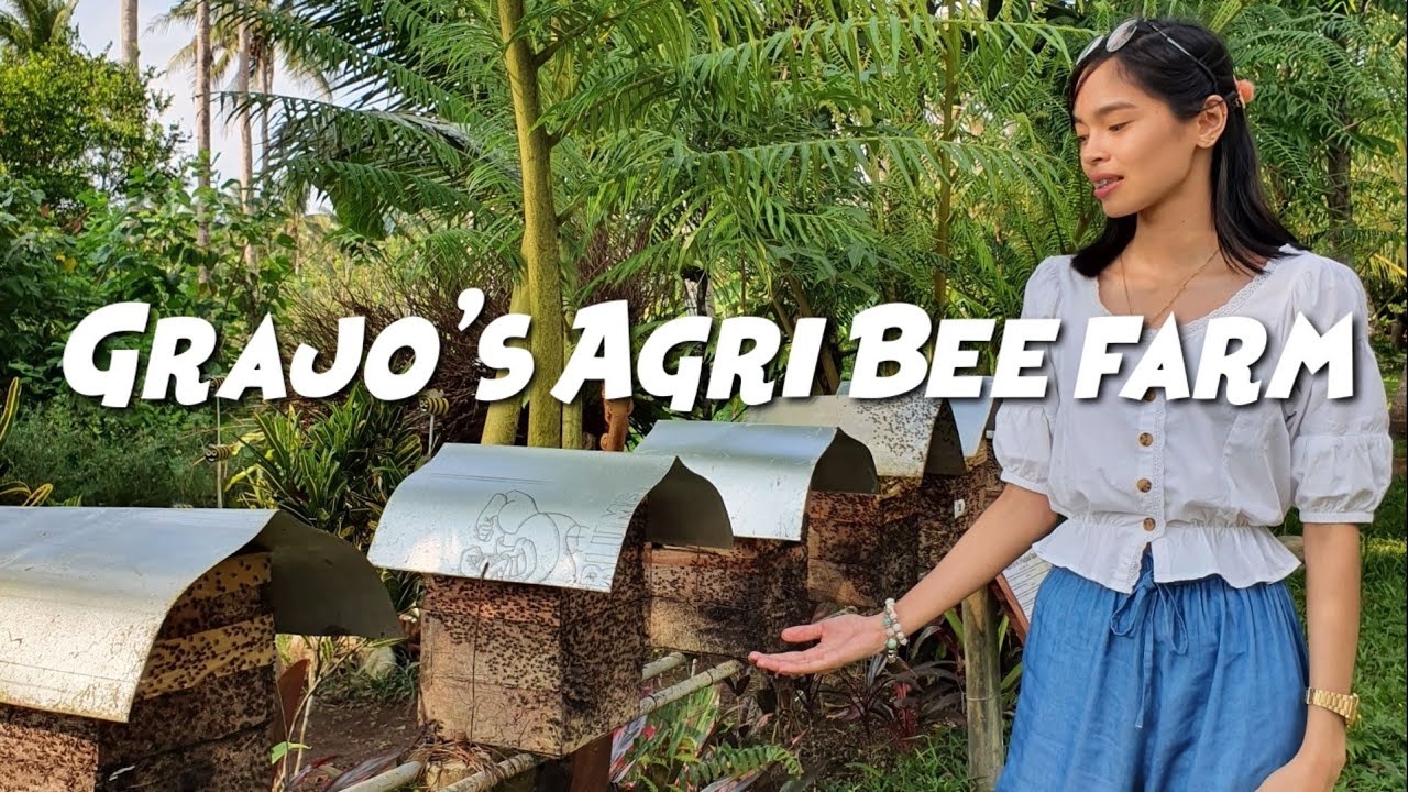 Grajo's Agri Bee farm | Stingless bees | Casiguran, Sorsogon